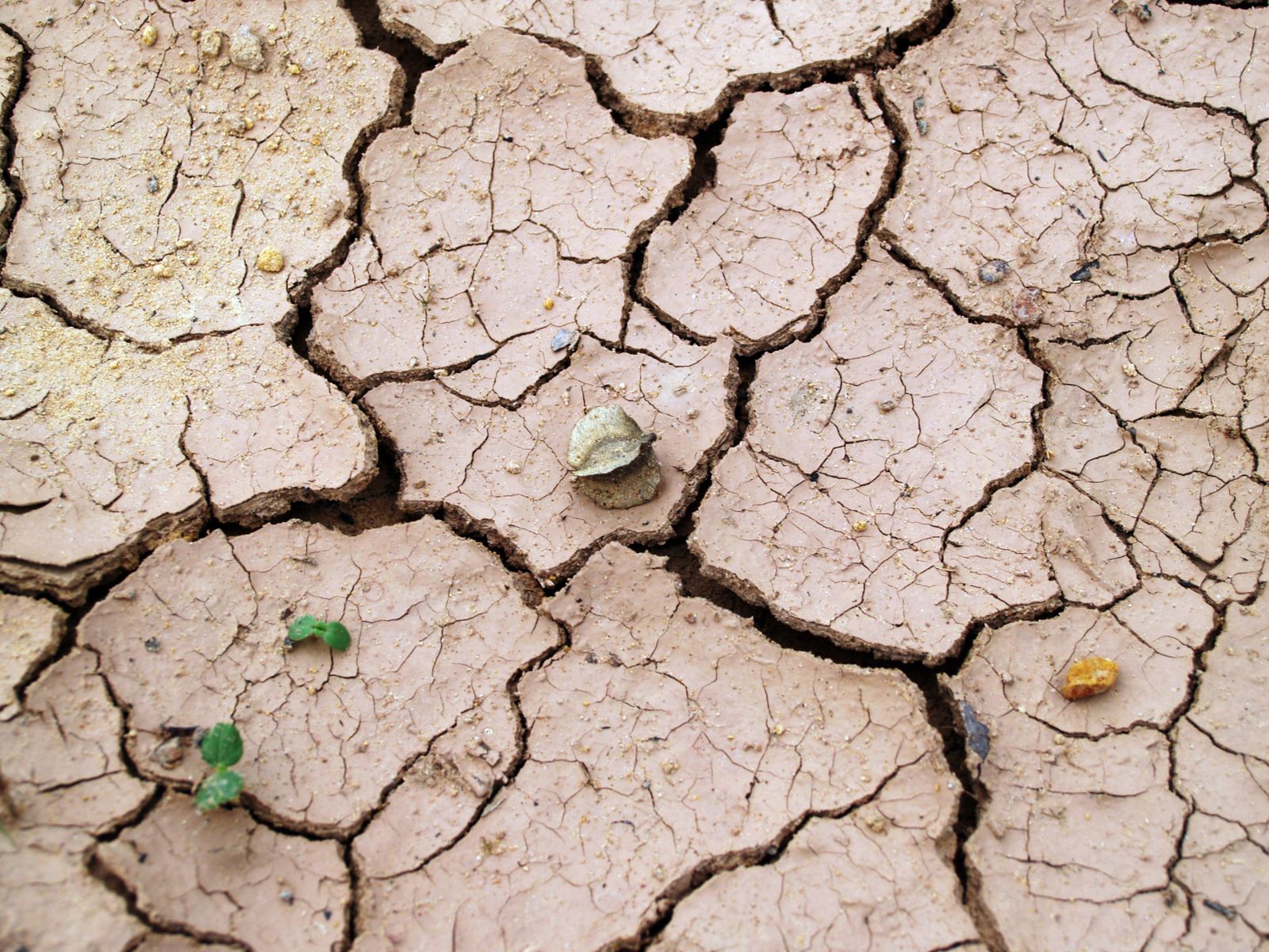 Seeds on a Rock: The Danger of Riya in Islam